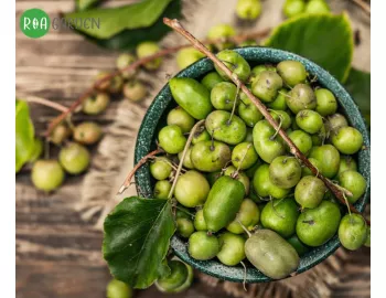 Od sadzonki do zbiorów: Sekrety uprawy mini-kiwi w polskim klimacie